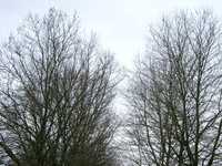 03090002_trees_in_the_same_area