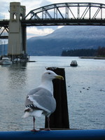 1626220_seagull_and_bridge