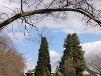 1626267_tree_arch