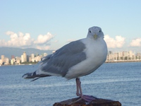 09070016_sea_gull