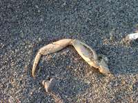 09070042_dead_crab_hand