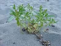 09070062_plant_on_the_beach