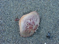 09070078_crab_shell