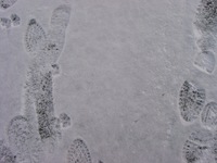 01030014_steps_in_the_snow