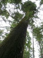 07030034_big_tree