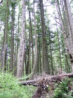 07030038_bended_tree