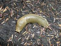 07030066_banana_slug