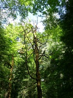 06290007_trees