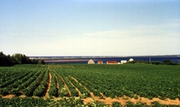 pei_farm