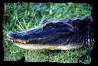 003_shark_valley_alligator