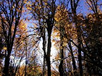 002_forest_in_autumn