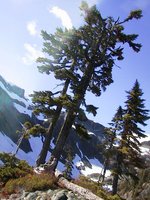 015_two_trees_at_the_hill_top