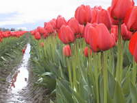 021_a_rank_of_red_tulips