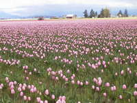 023_pink_fields