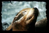 001_seaworld-seal