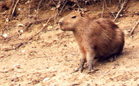 006_capivara