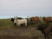 013_the_cows