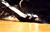 016_amazon_turtles