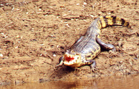 017_alligator_with_open_mouth