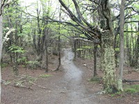 11070019_trail_in_the_trees