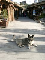 11150011_doggy_guarding_the_shopping_center