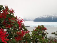 11160012_flowers_and_glacier