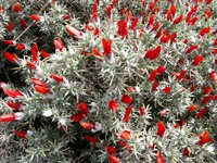 11170025_red_flowers