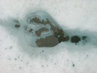 11180021_foot_step_of_the_ice