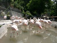 11290049_flamingo