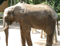 11290052_elephant