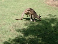 11290055_kangaroo_kissing_the_grass