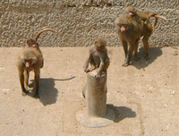 11290063_monkey_family