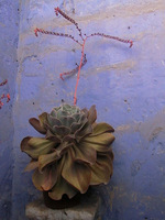 007_plants_in_santa_catalina