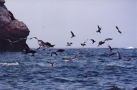 005_ballestas_-_sea_birds