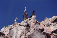 006_ballestas_-_pelicans