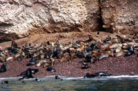 007_ballestas_-_sea_lion_colony