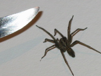 109_spider_and_knife