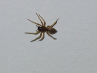 110_brown_spider