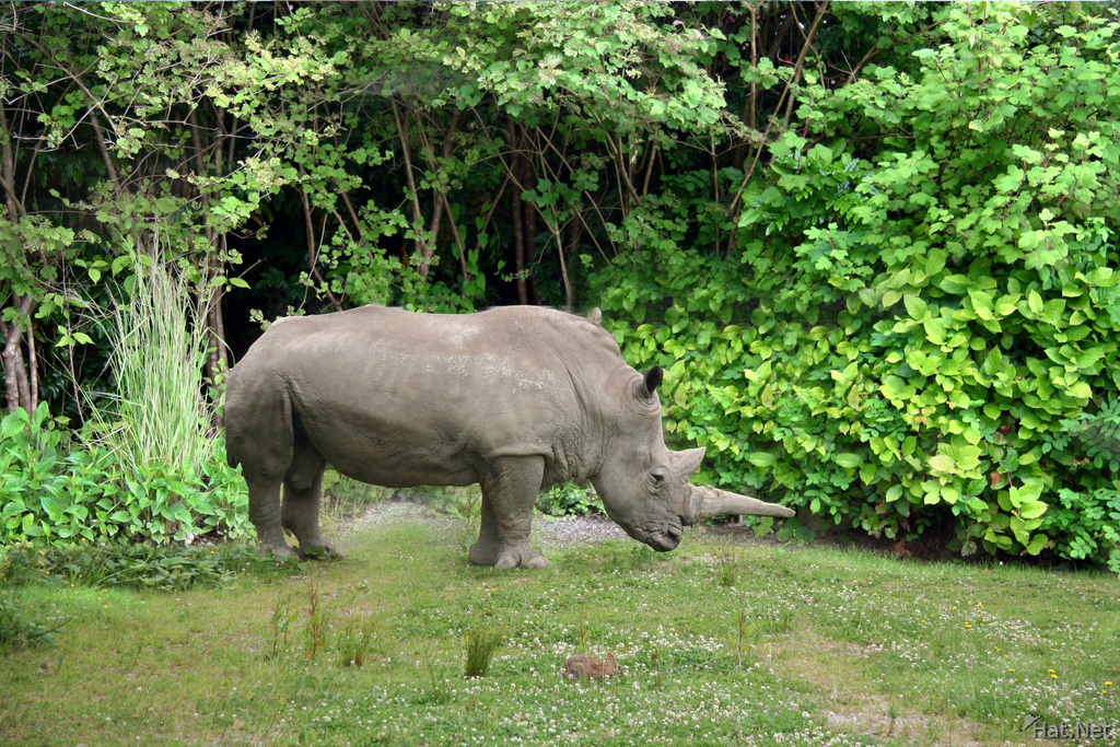 view--rhinocero
