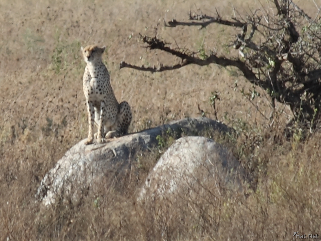 view--cheetah