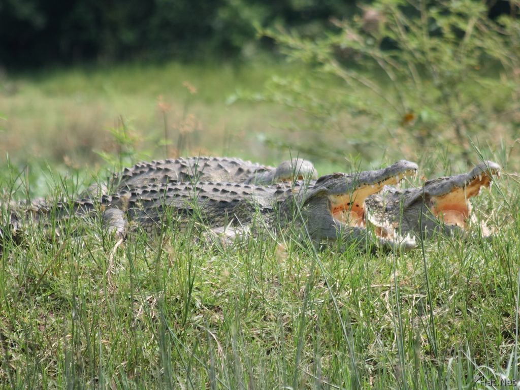 http://www.hat.net/album/africa/2007_east_africa/15_dangerous_animals/crocodiles_of_uganda/070925104021_croc_buddies.jpg