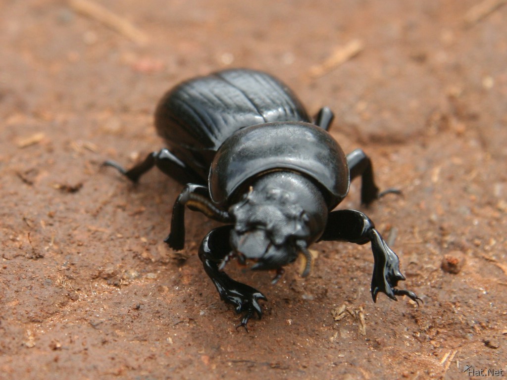 view--dung beetle