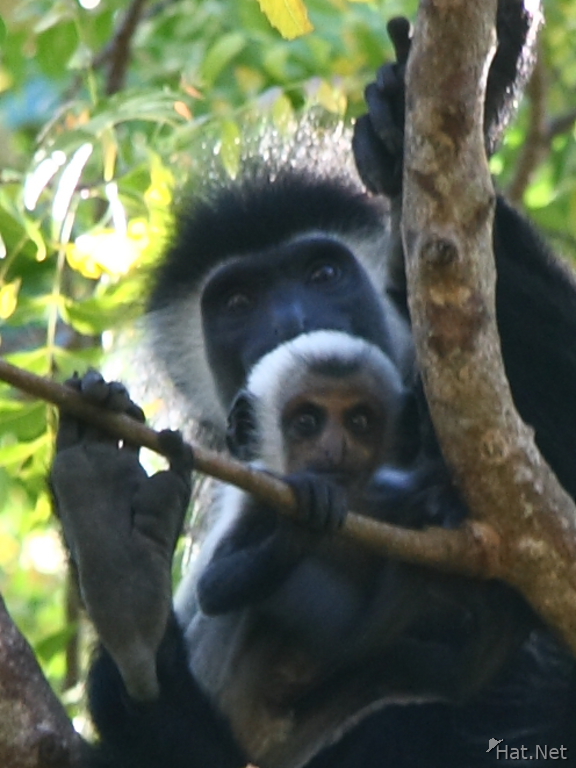 baby colombus monkeys