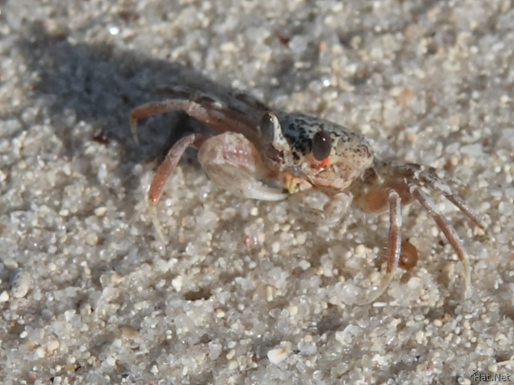 sand crab
