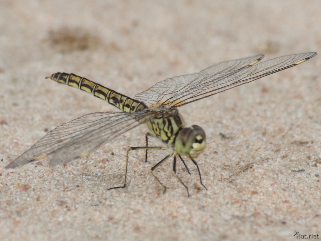 view--female dragon fly