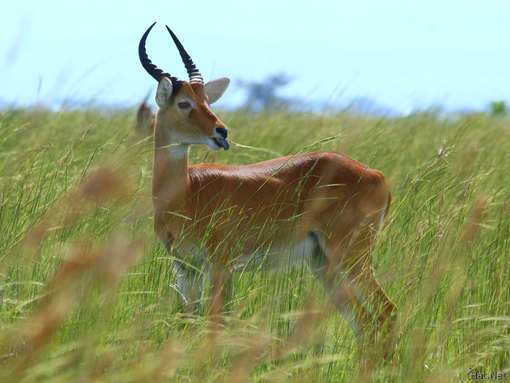 male grants gazelle