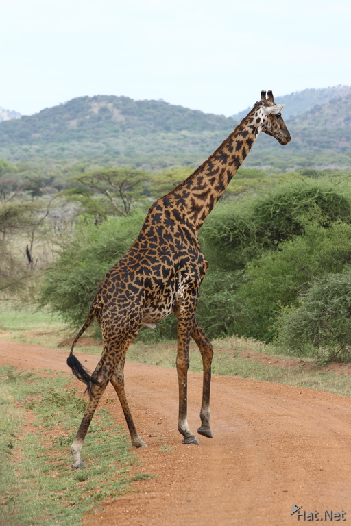 masai giraffe crossing