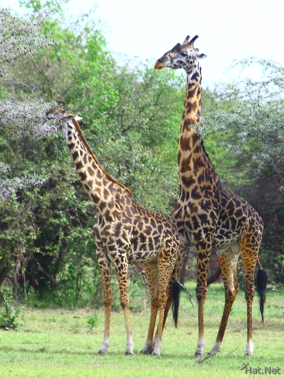 giraffe have sex