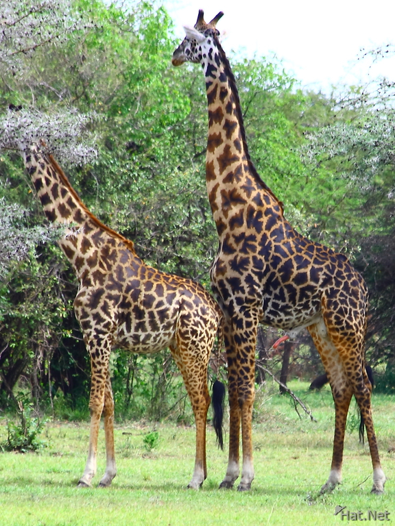 giraffe mating
