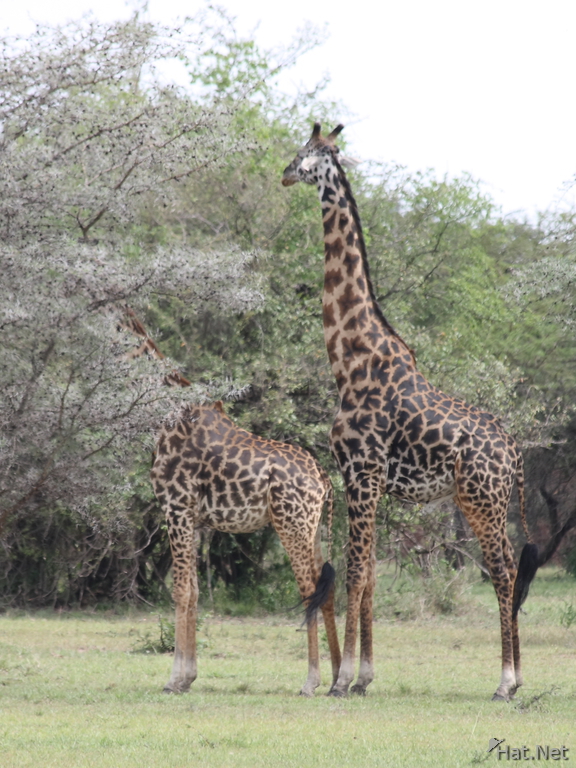 giraffe couple